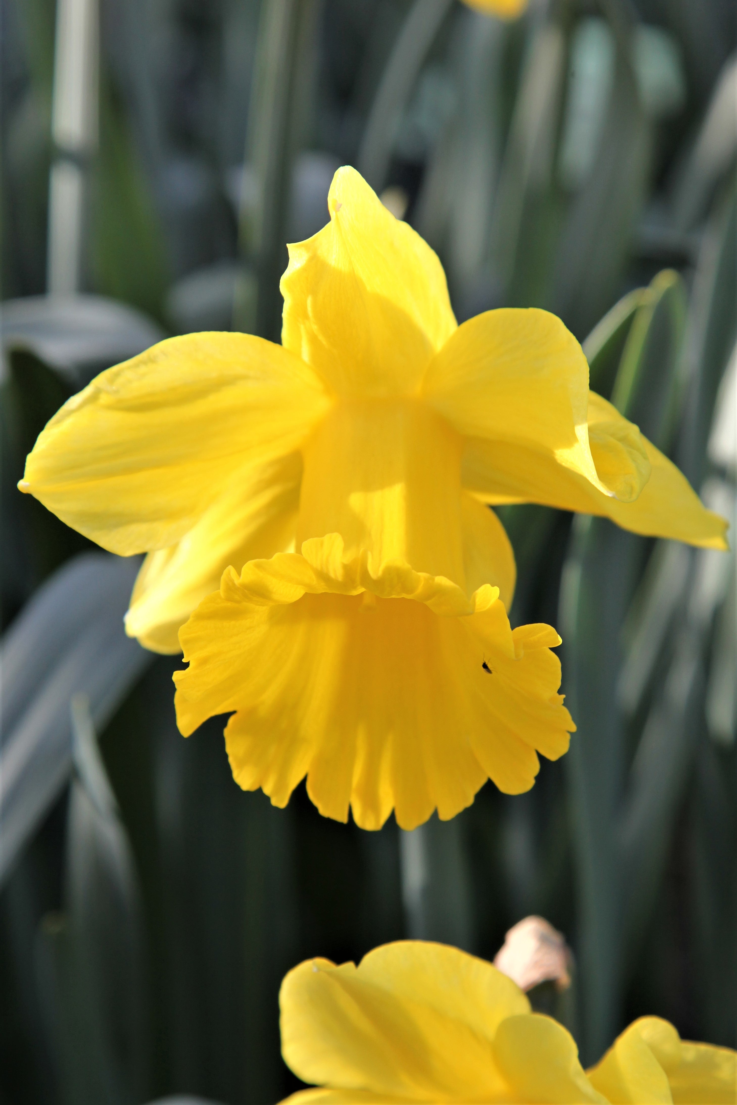 Radiant Exception daffodil: a captivating spring blossom symbolizing hope.