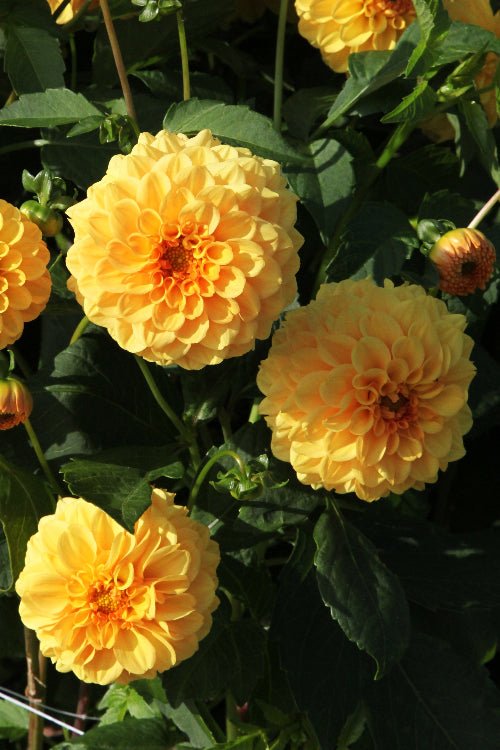 Dahlia - Golden Sceptre
