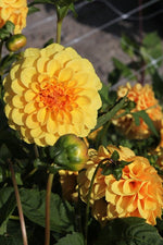 Dahlia - Golden Sceptre