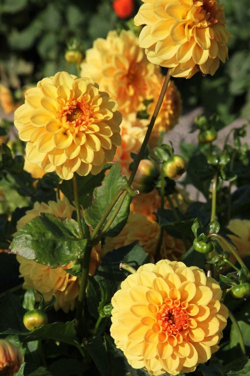 Dahlia - Golden Sceptre