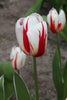 Load image into Gallery viewer, Close-up of triumph tulip happy generation, with white blooms and red streaks