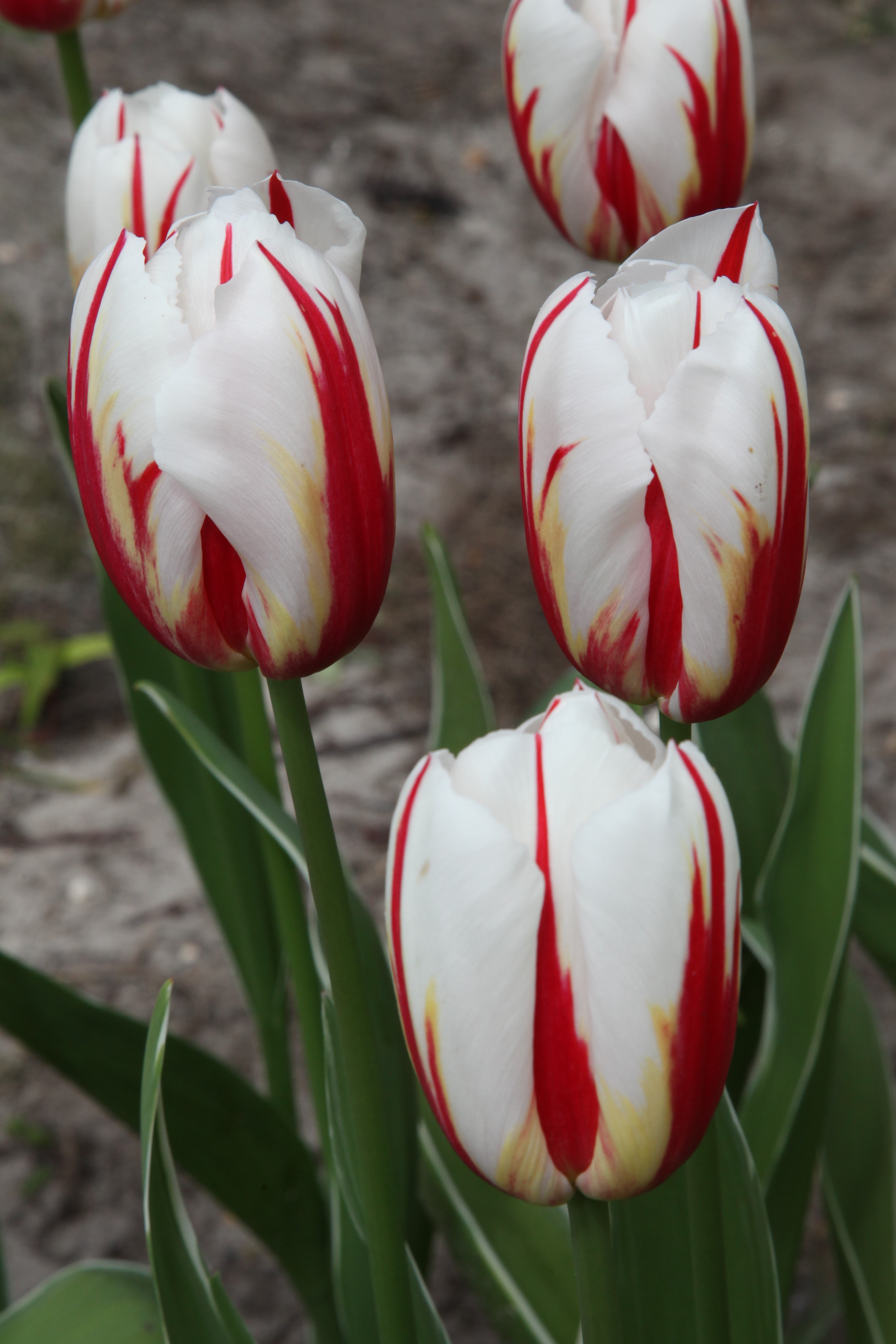 Triumph tulips happy generation, group with white blooms and red streaks