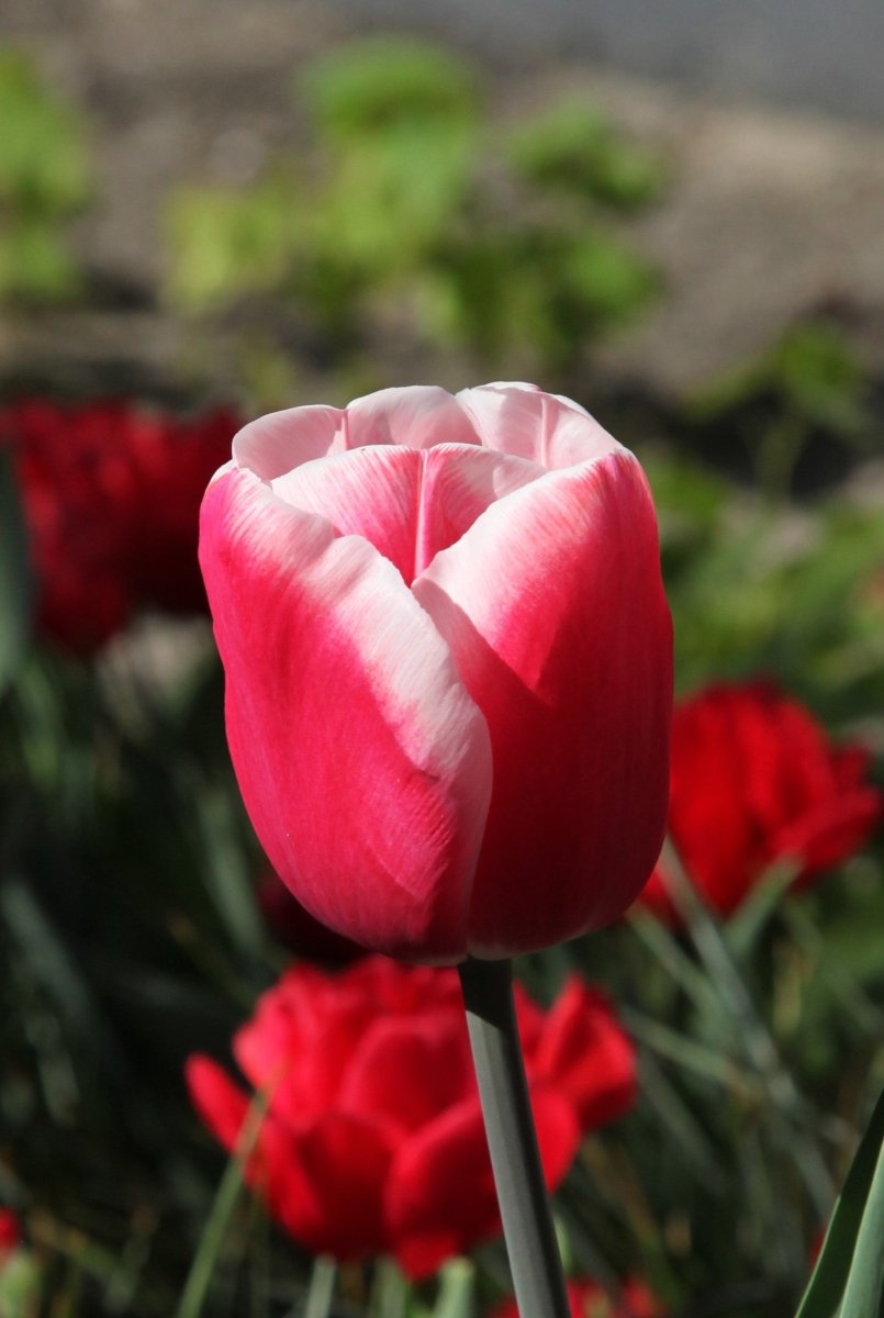 Tulip - Timeless