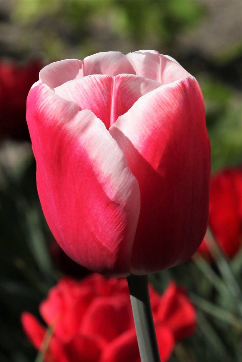 Tulip - Timeless