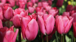 Tulip - Big Love