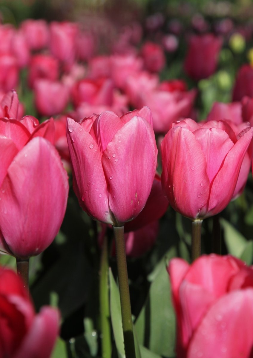 Tulip - Big Love