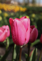 Tulip - Big Love