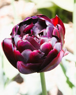 Tulip - Black Hero