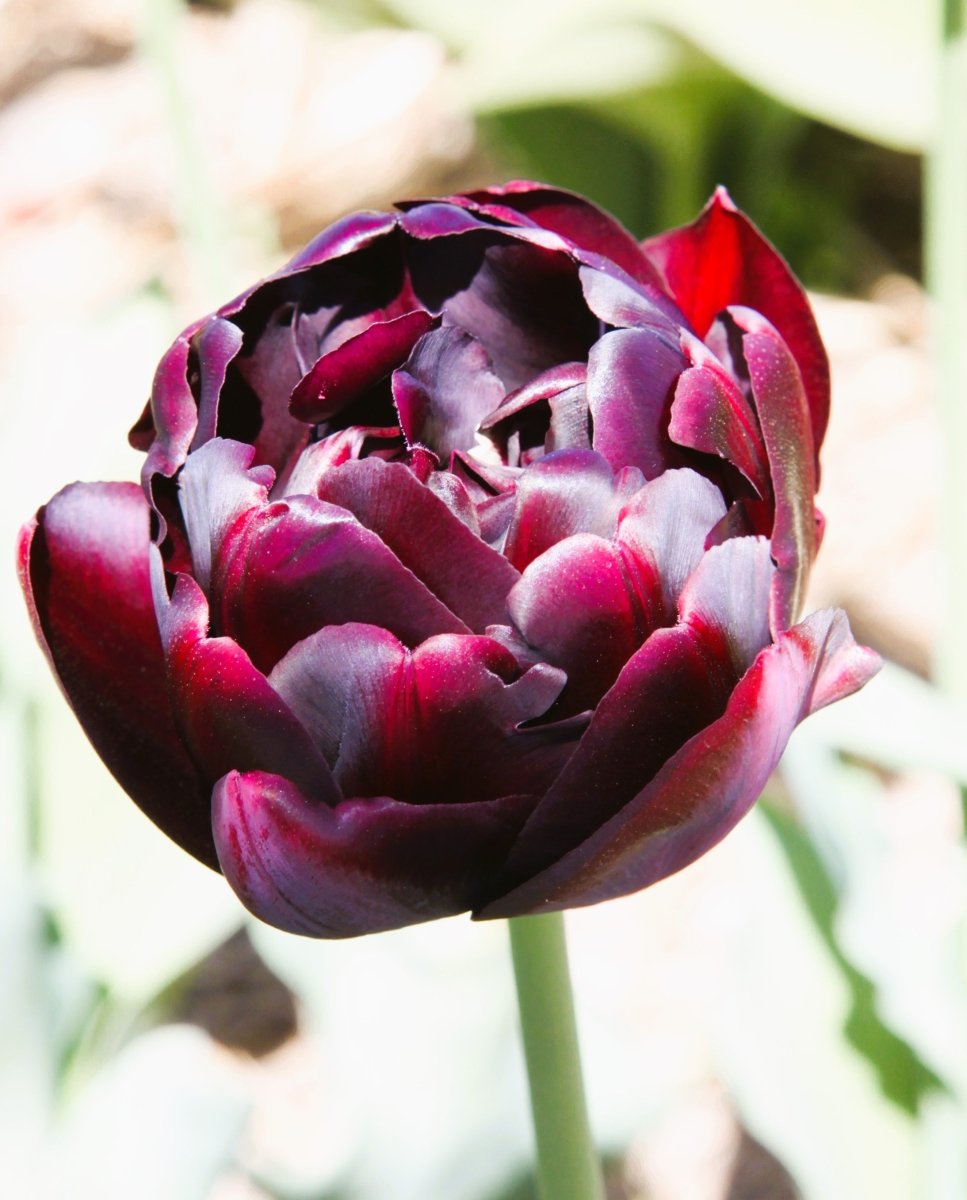 Tulip - Black Hero