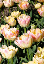 Tulip - Creme Upstar