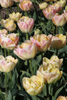 Double late tulip Creme Upstar with creamy yellow pink petals and fringed edges