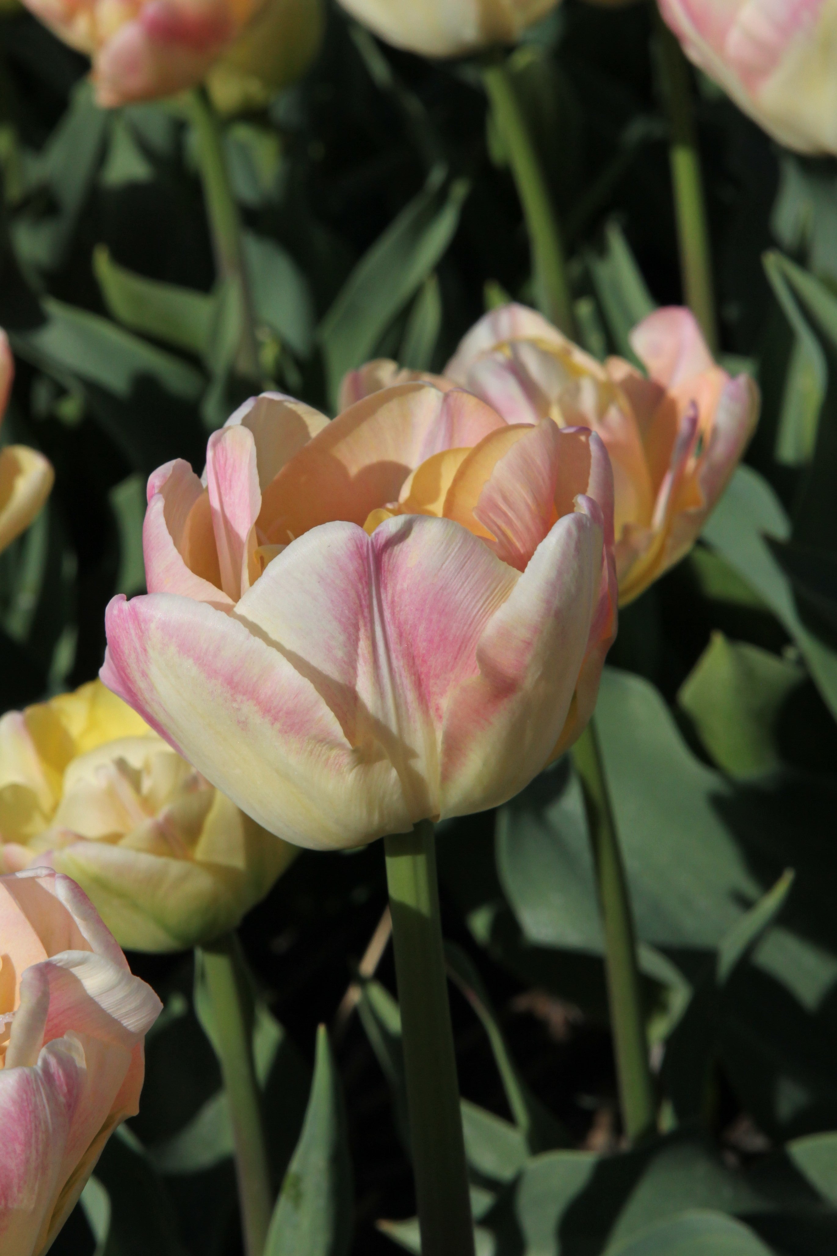 Double late tulip creme upstar with pastel yellow and pink petals