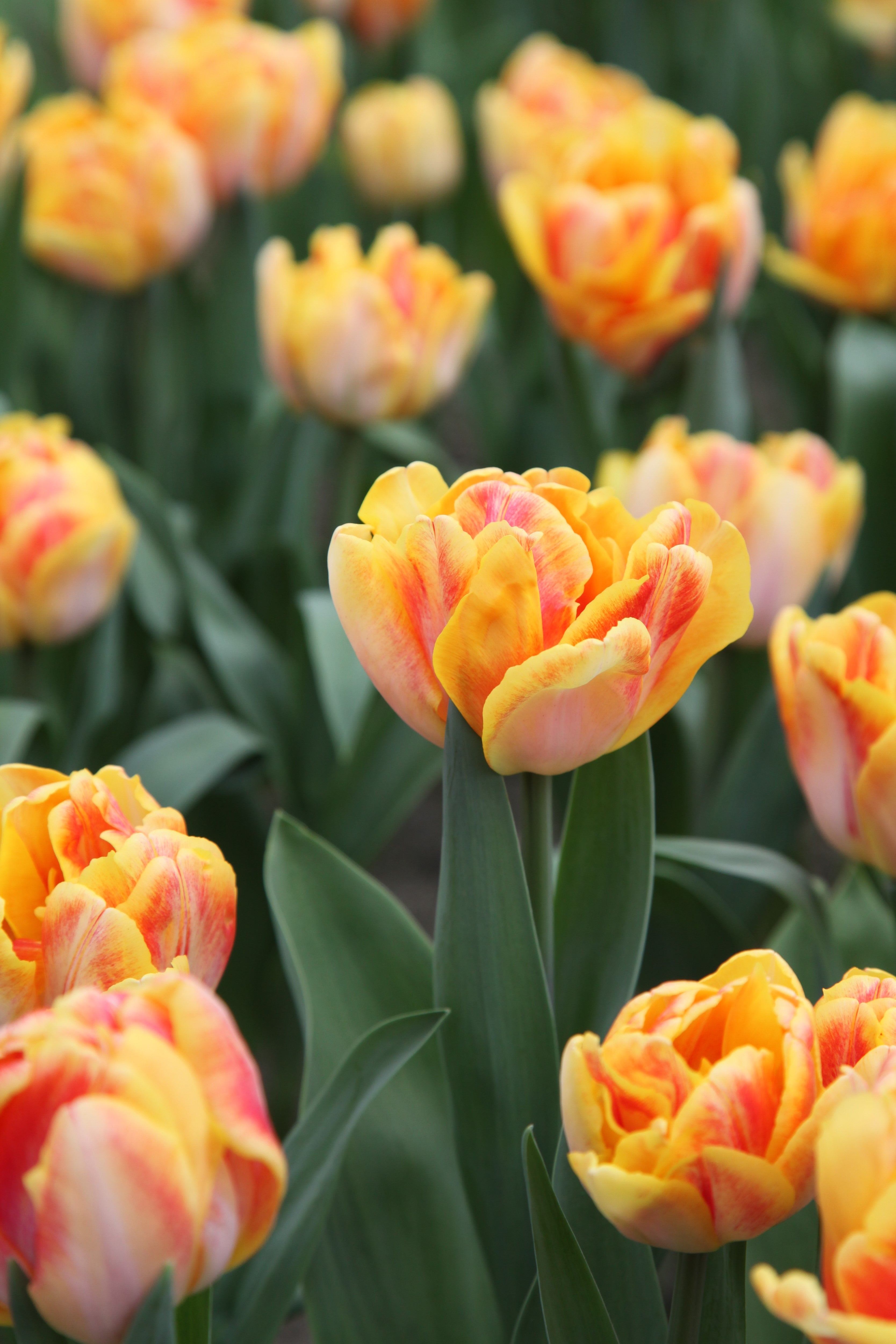 Double late tulip foxy foxtrot has gorgous red, orange, red full petals.