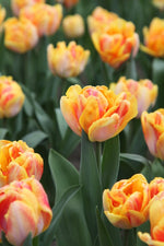 Tulip - Foxy Foxtrot