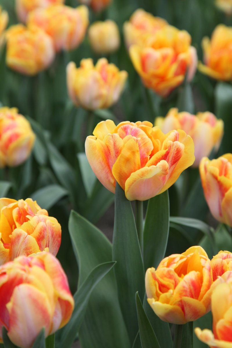 Tulip - Foxy Foxtrot