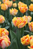Load image into Gallery viewer, Double late tulip foxy foxtrot has gorgous red, orange, red full petals.