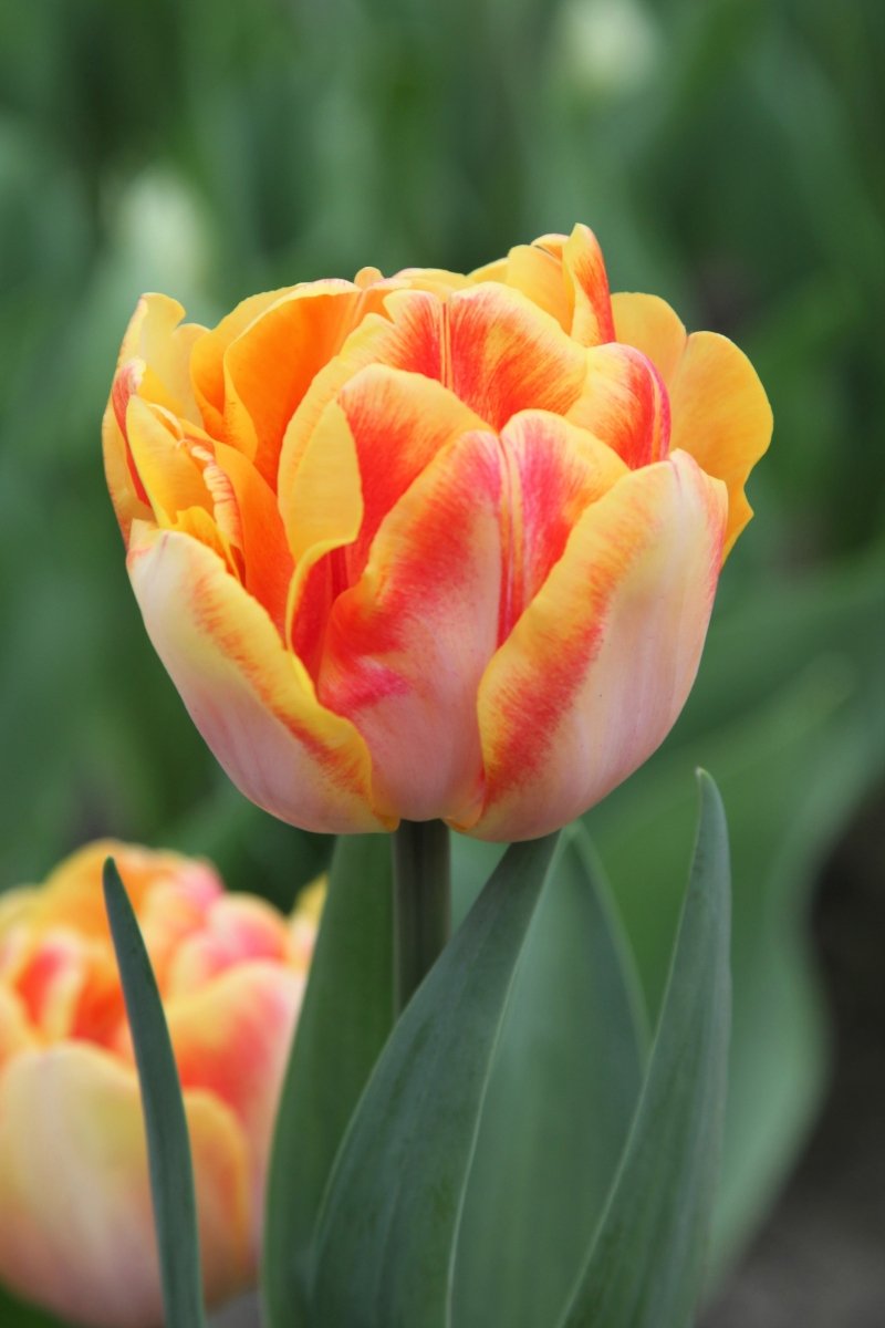 Tulip - Foxy Foxtrot