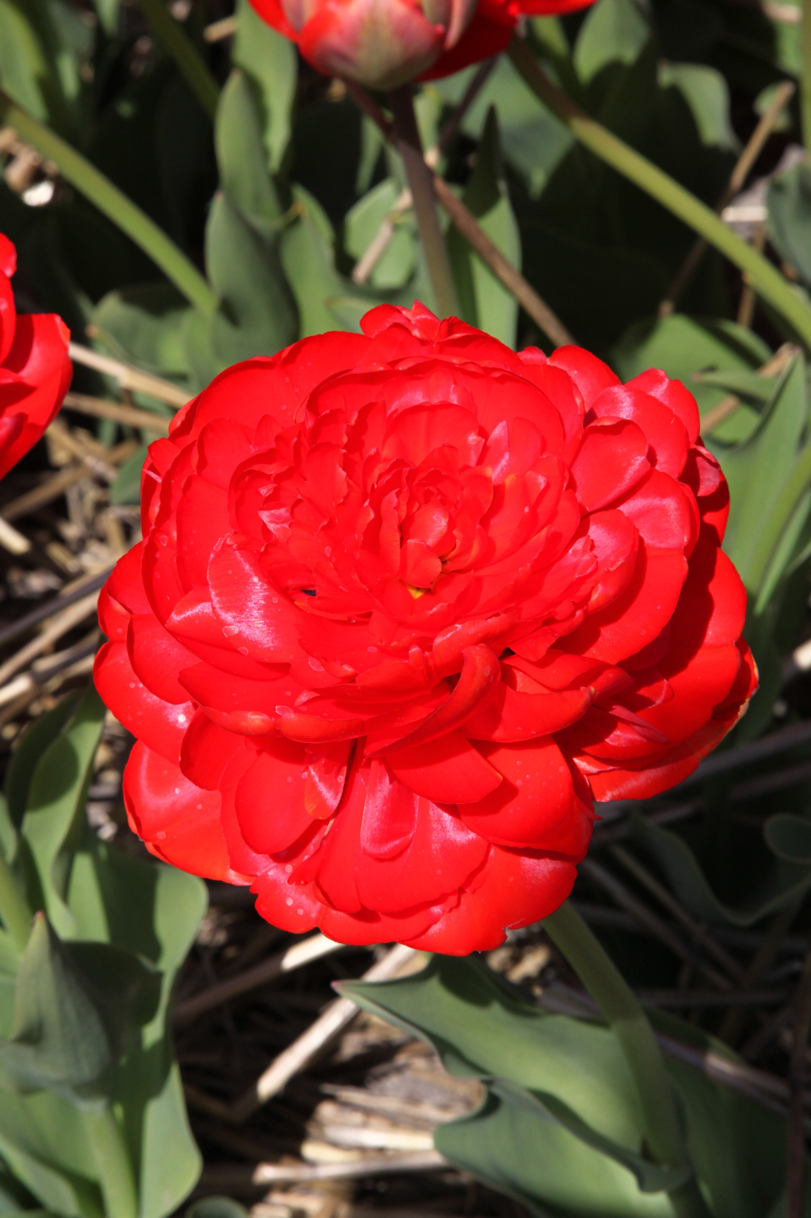 A vibrant red double late tulip named Miranda in full bloom