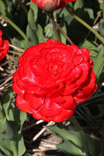 Tulip - Miranda