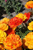 A vibrant double late tulip called Sunlover showcasing yellow and red petals