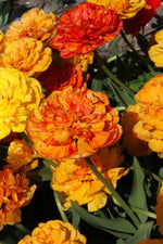 Tulip - Sunlover