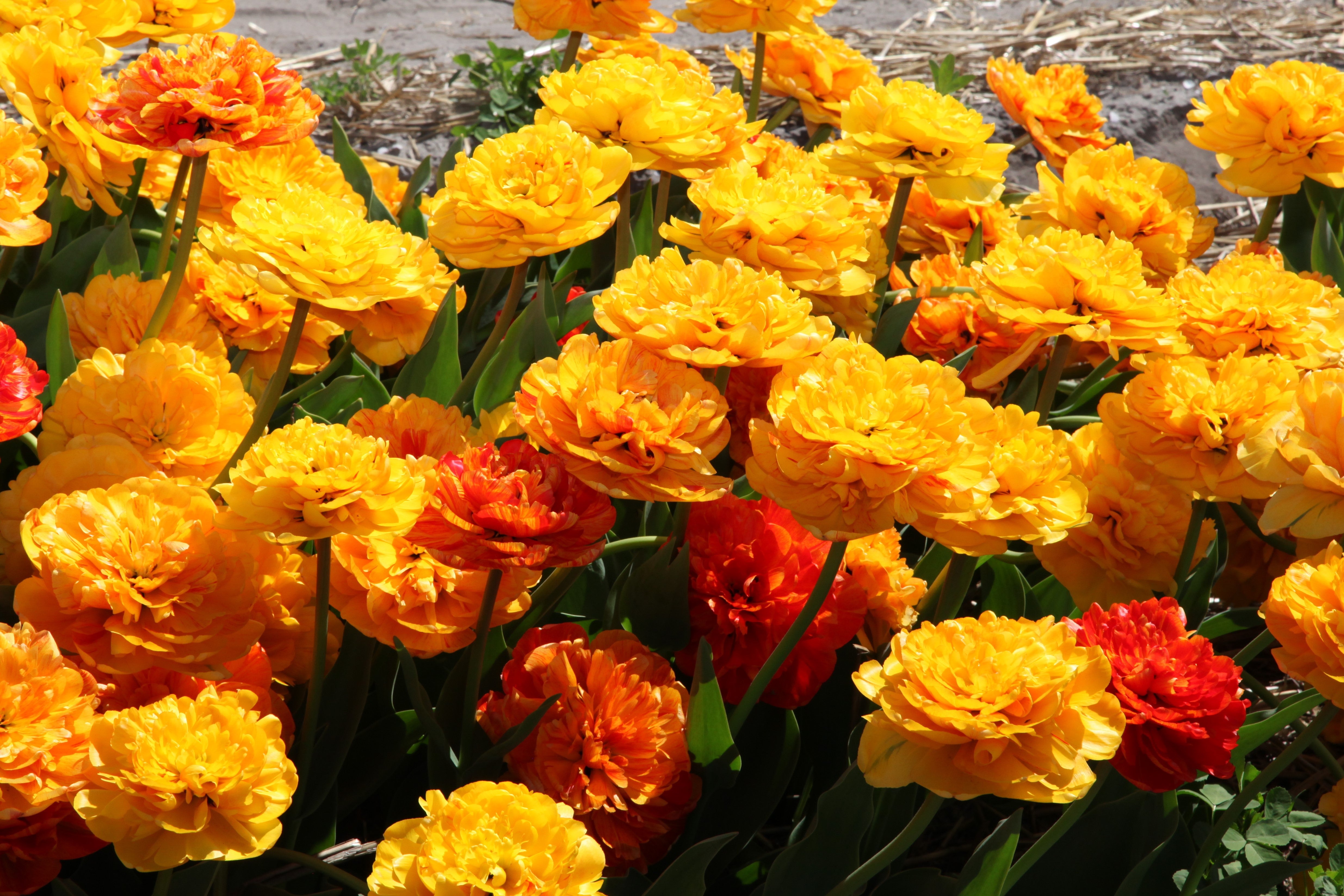 Sunlover, a double late tulip displaying a red and yellow color palette