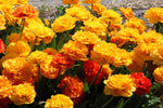 Tulip - Sunlover