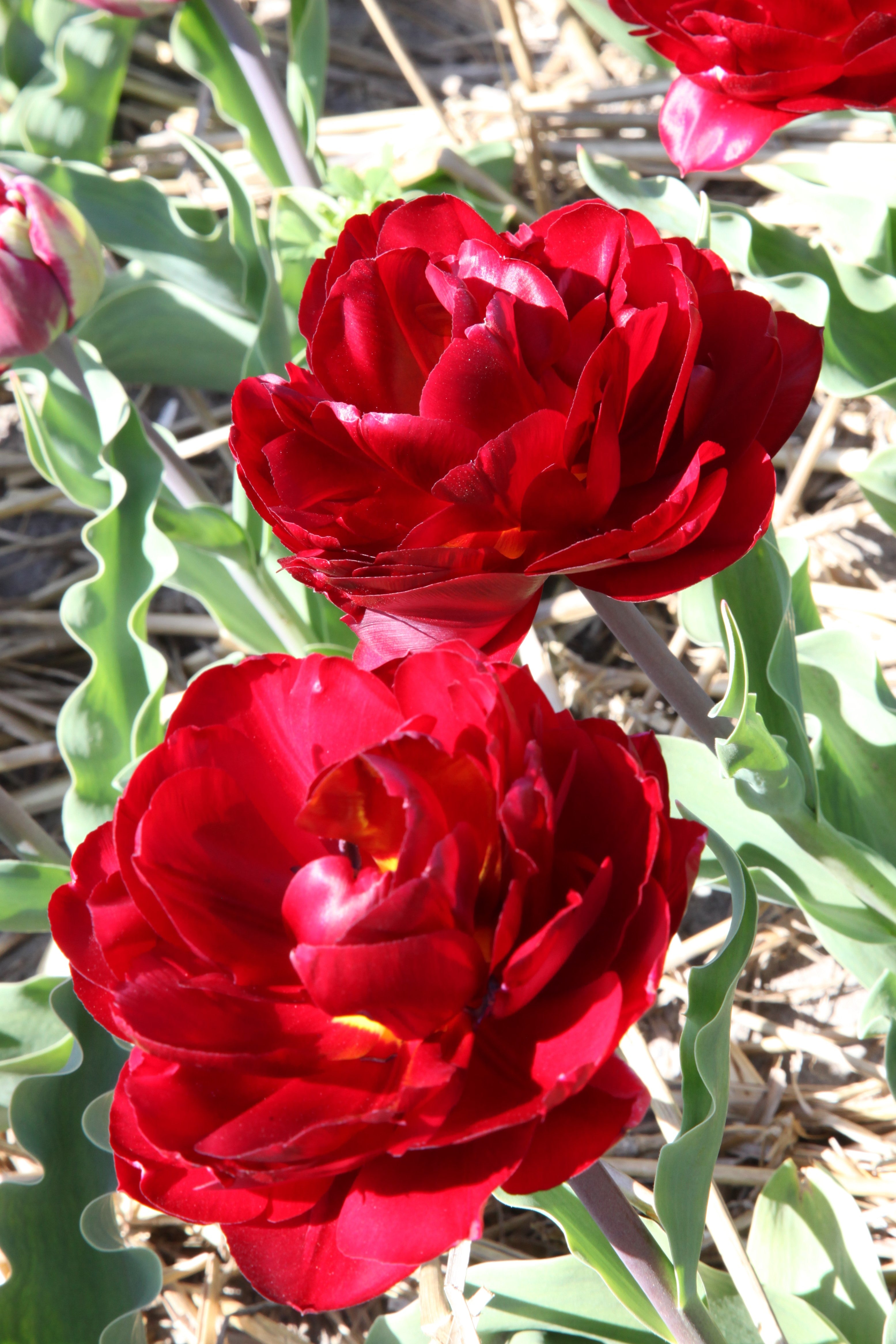 Beautiful Cranberry Kiss tulip with double layers of petals, exuding elegance