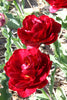 Beautiful Cranberry Kiss tulip with double layers of petals, exuding elegance