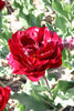 A close-up of Cranberry Kiss, a double late tulip with rich maroon hues