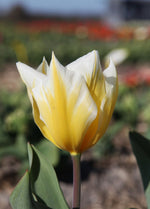 Tulip - Sweetheart