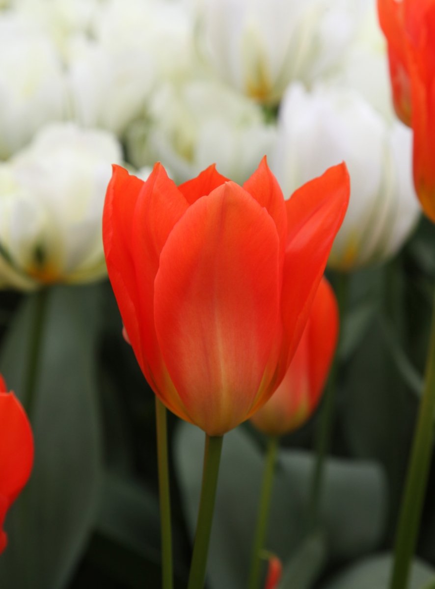 Tulip - Orange Brilliant