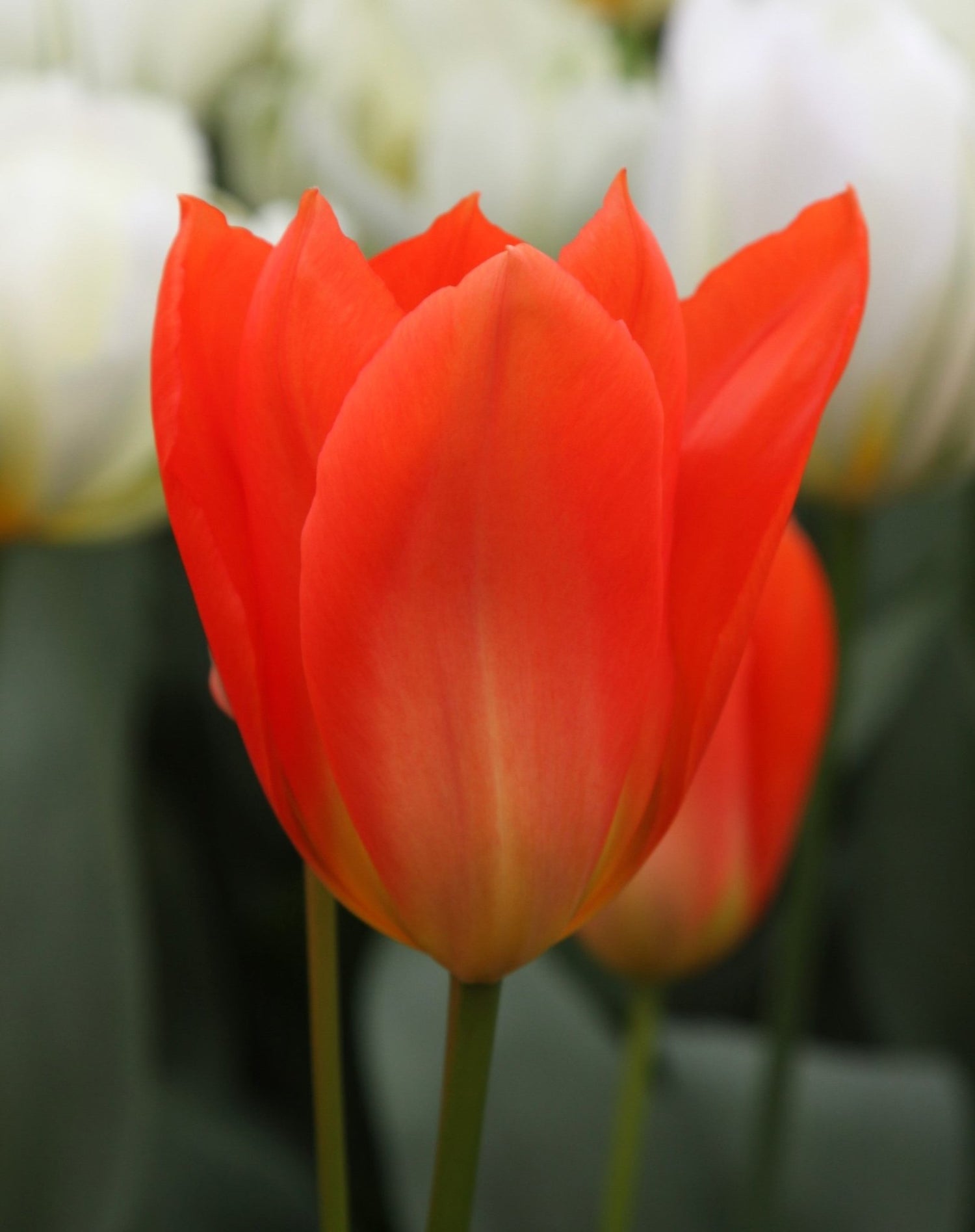 Tulip - Orange Brilliant