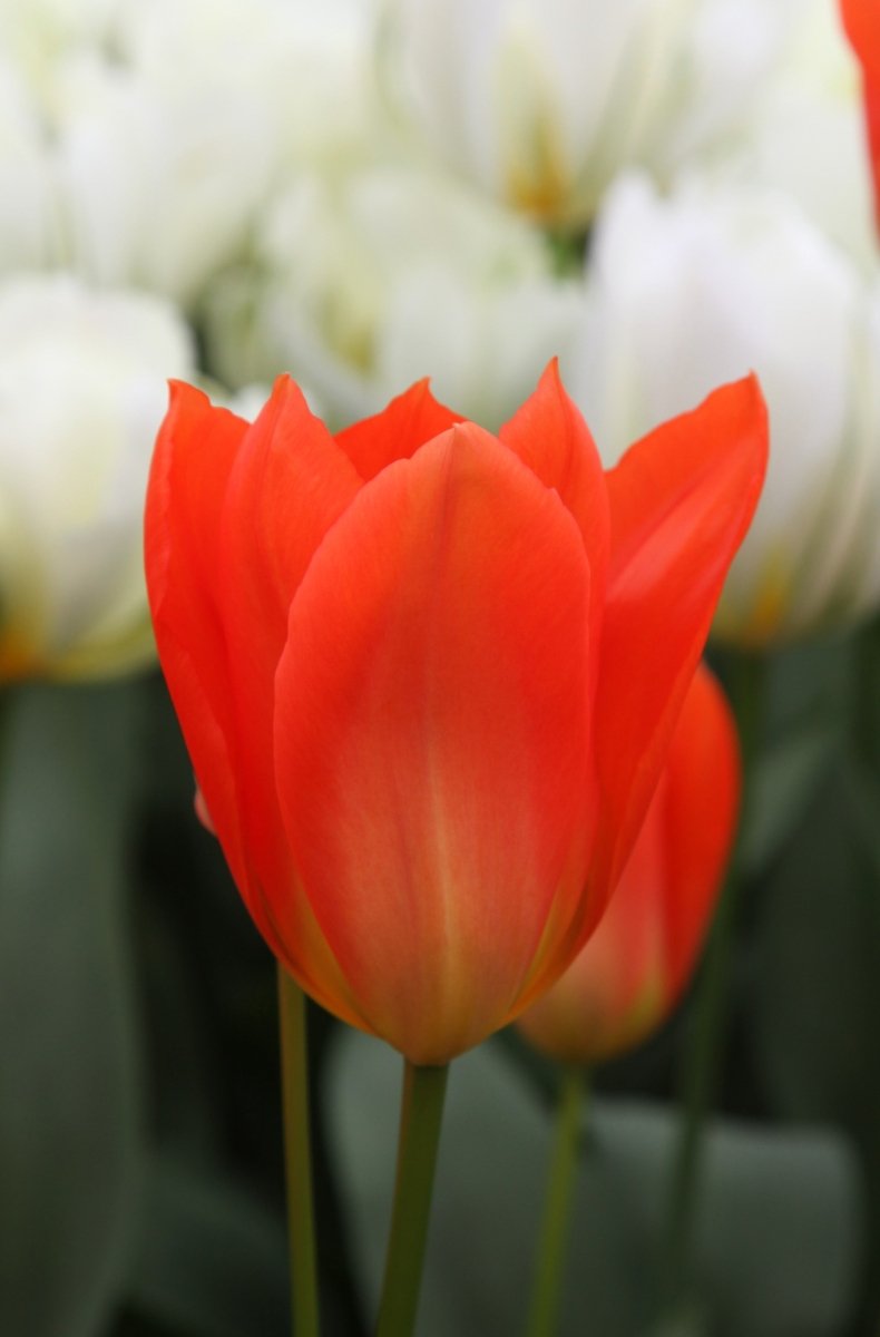 Tulip - Orange Brilliant