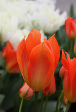 Tulip - Orange Brilliant