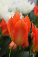 Tulip - Orange Brilliant