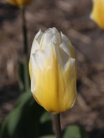 Tulip - Sweetheart