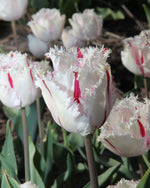 Tulip - Coldplay