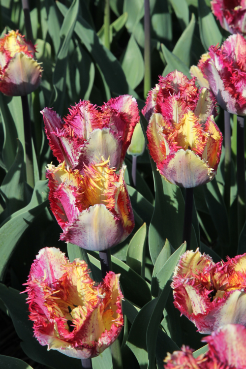 Gorgeous Fringed tulip Colour fusion with elegant fringed petals. red and yellow