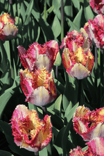 Tulip - Colour Fusion