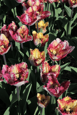 Tulip - Colour Fusion