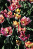 Exquisite Fringed Tulip Variety Featuring Stunning Color Fusion Petals