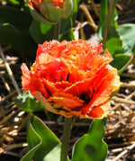 Tulip - Brisbane