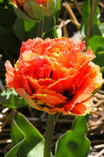 Tulip - Brisbane