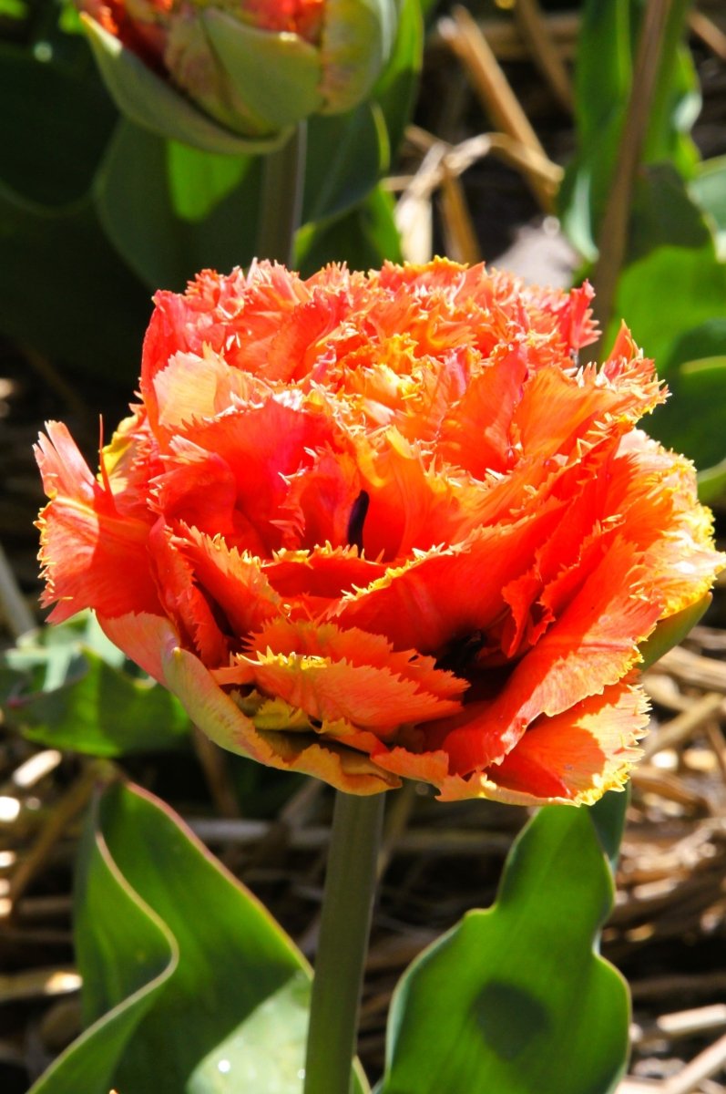 Tulip - Brisbane