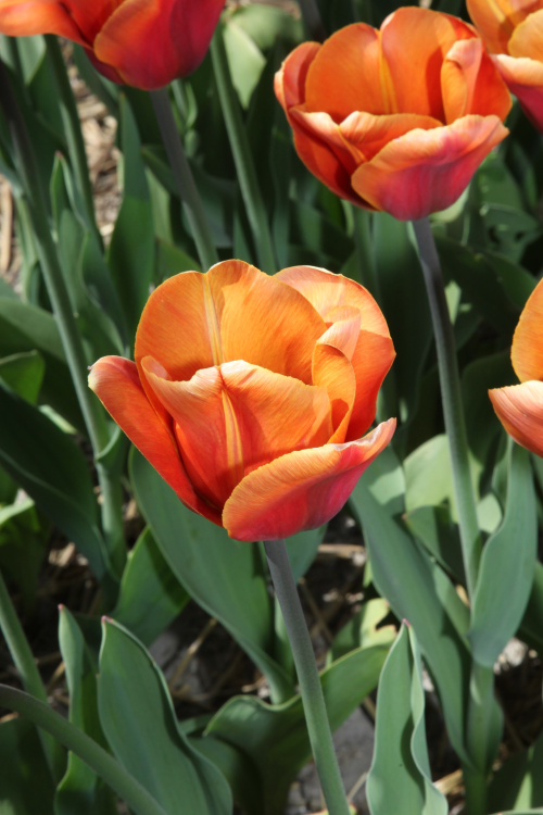Close-up of a vibrant brown sugar-colored Triumph tulip in bloom