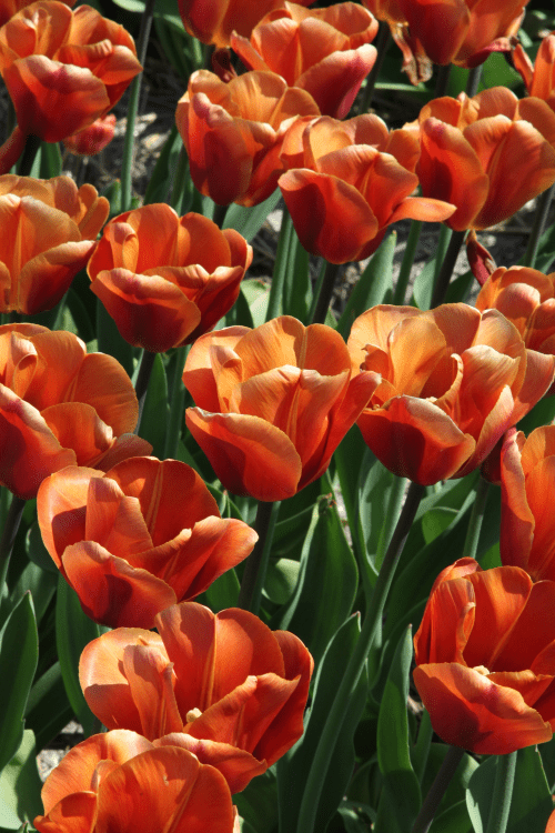 Tulip - Brown Sugar