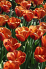 Group of Triumph tulips Brown Sugar with orange-brown colored petals