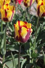 Tulip - Helmar
