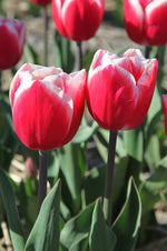 Tulip - Timeless